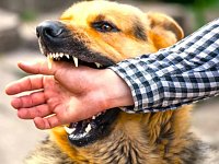 Памятка о правилах поведения при нападении собак