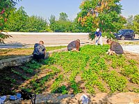 В поселке Михайловский продолжает свою работу школьная трудовая бригада