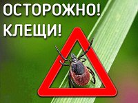 В Саратовской области становятся активными клещи – самое время вспомнить правила безопасности