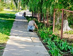 В поселке Михайловский продолжает свою работу школьная трудовая бригада
