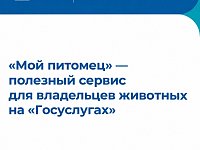 «Мой питомец» — полезный сервис для владельцев животных на «Госуслугах»