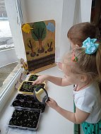 Исследовательская деятельности по выращиванию культурных растений в детском саду