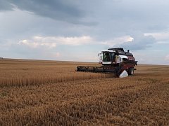 В Саратовской области намолочено свыше 100 тысяч тонн зерна нового урожая